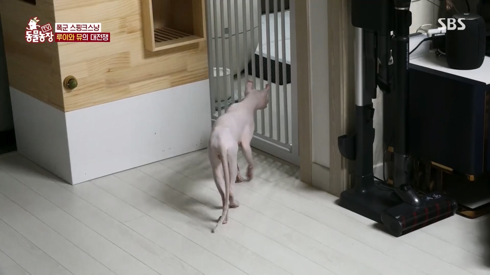 TV 동물농장.E1116.230416p.H264-F1RST.mp4_20230418_194208.303.jpg