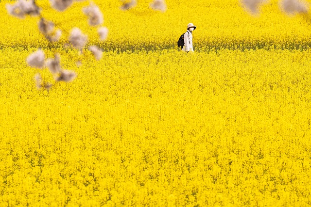 유채꽃 밭