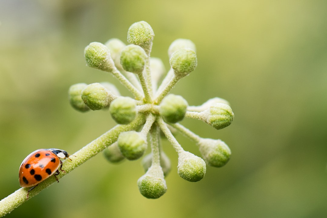 Ladybug