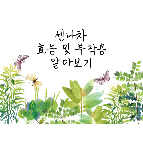  센나차 효능 및 부작용 일본센나차 변비 숙변제거 다이어트차 똥차