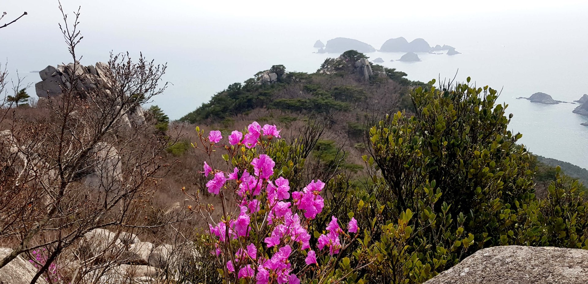 거제 망산 진달래