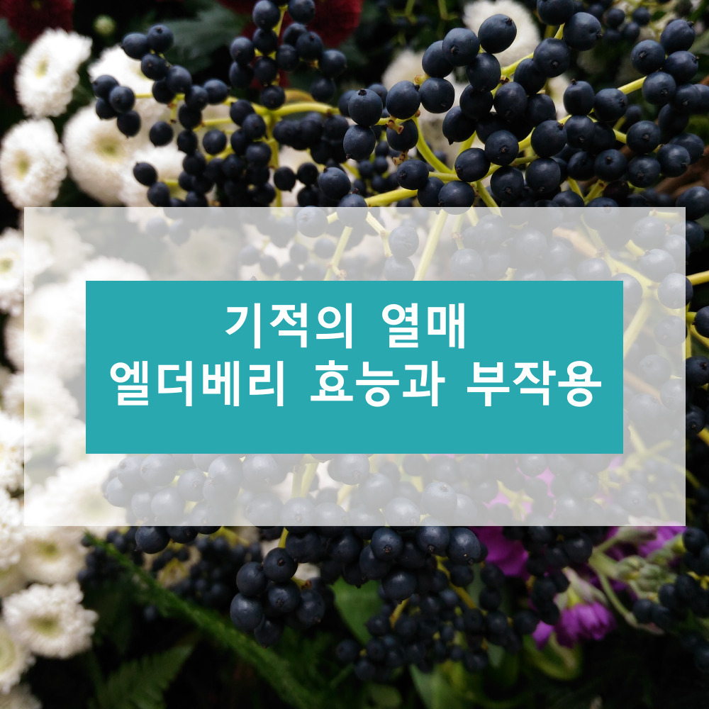 엘더베리에 대하여