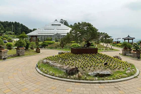 DMZ야생화분재원