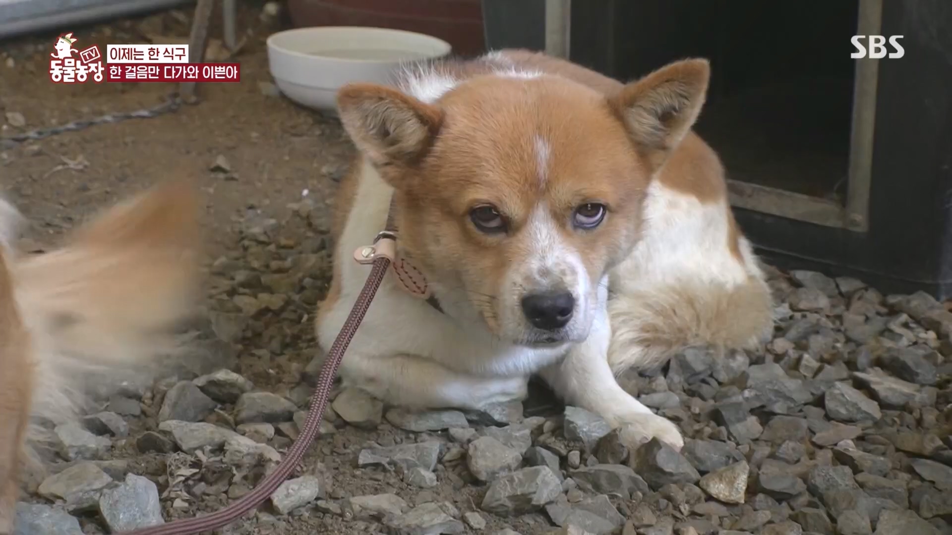 TV 동물농장.E1149.231210p.H264-F1RST.mp4_20231210_171106.997.jpg