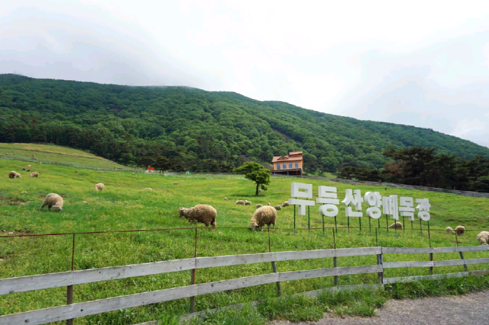 초원위에 양들이 풀을 뜯고 있다.