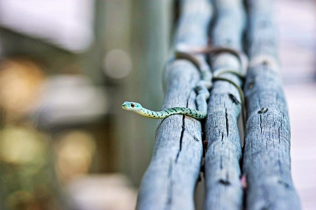 띠별 운세 오늘의 운세 뱀