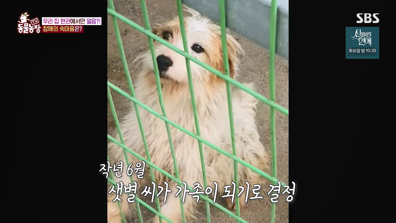 TV 동물농장.E1177.240624p-NEXT.mp4_20240623_163800.269.jpg