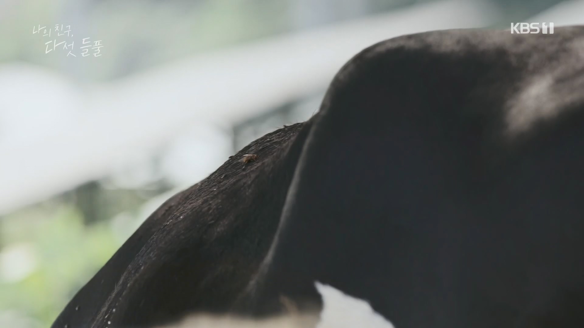 특집 다큐 나의 친구, 다섯 들풀.240119p.H264-F1RST.mp4_20240121_151739.748.jpg