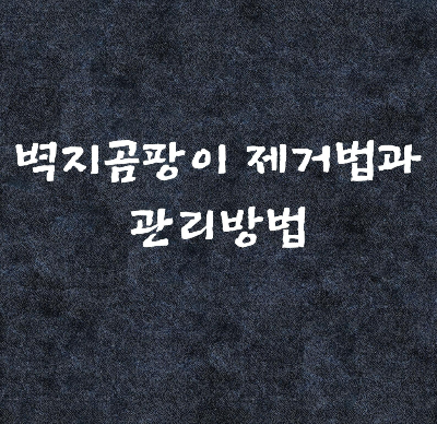  벽지 곰팡이 제거법) 관리방법