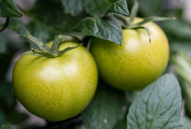 토마토 주스 만들기 및 토마토 효능 10가지와 주의점