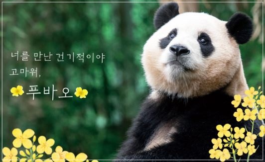 푸바오 4월 중국으로 갈 준비, 3월 3일까지만 일반인 공개 결정