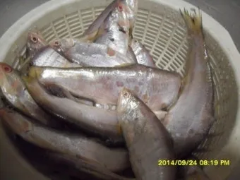 밴댕이 소갈딱지 뜻 사용 방법 용례 예시_9