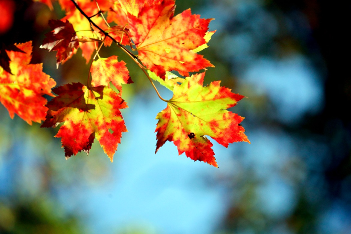 Autumn Foliage (source: cornellsun.com/)