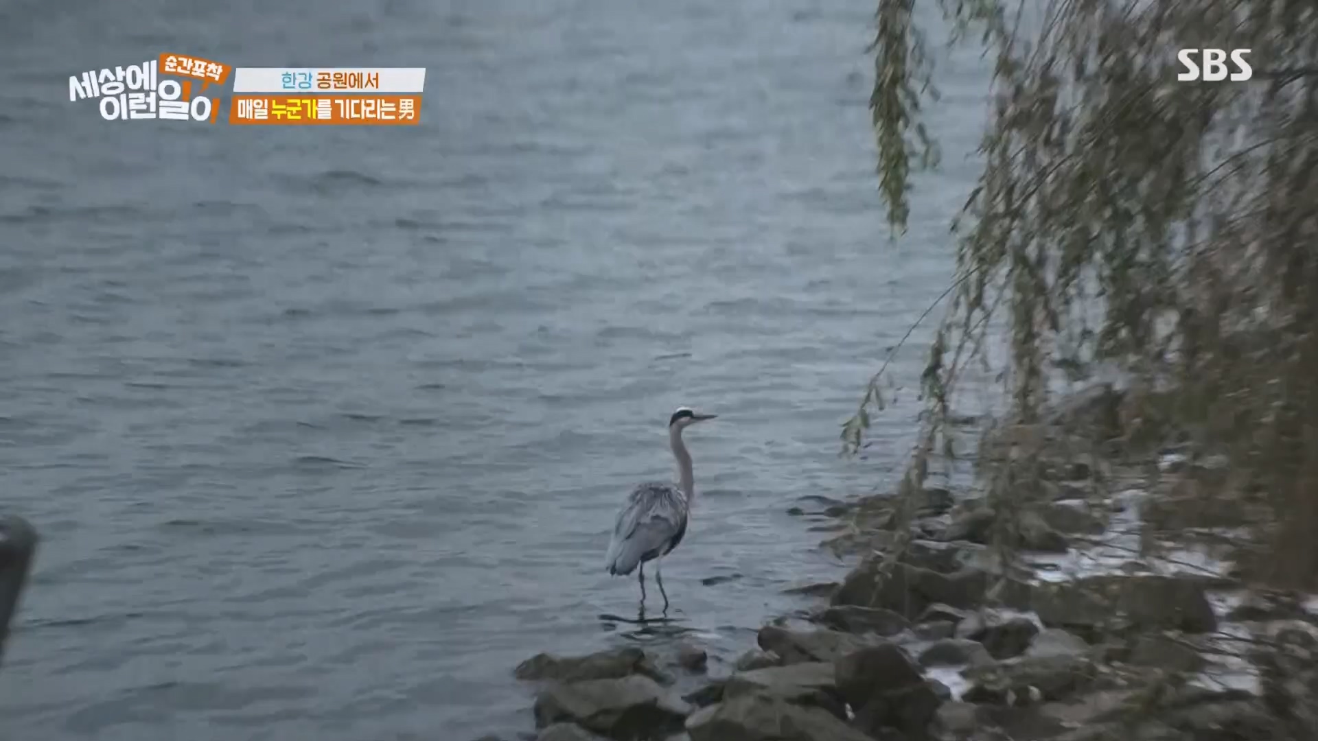 순간포착 세상에 이런일이.E1260.240113p.H264-F1RST.mp4_20240114_200328.927.jpg