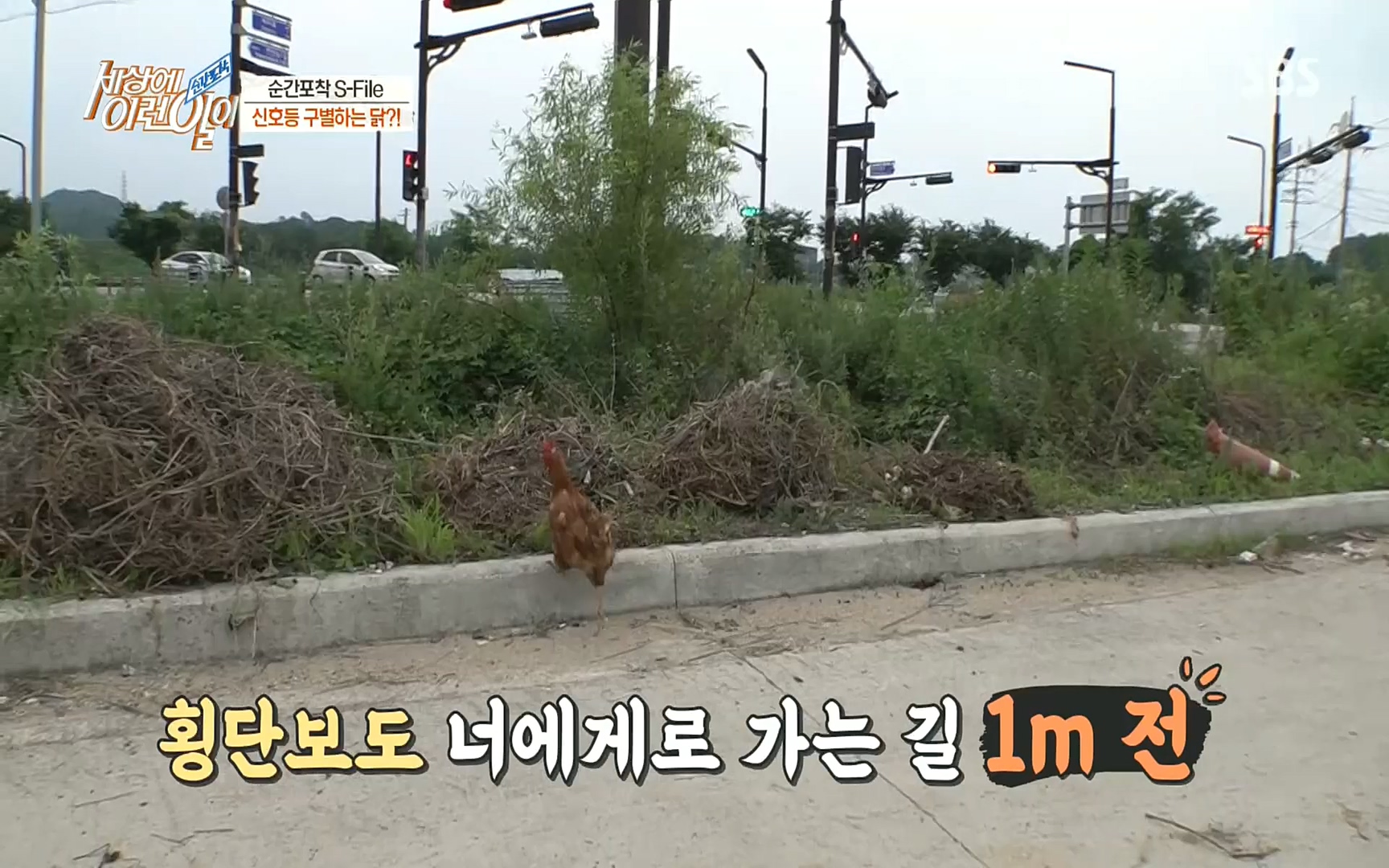 순간포착 세상에 이런일이.E1197p.H264-F1RST.mp4_20220914_202407.108.jpg