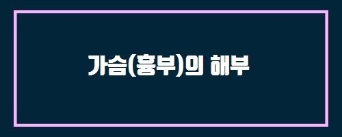  가슴(흉부)의 해부