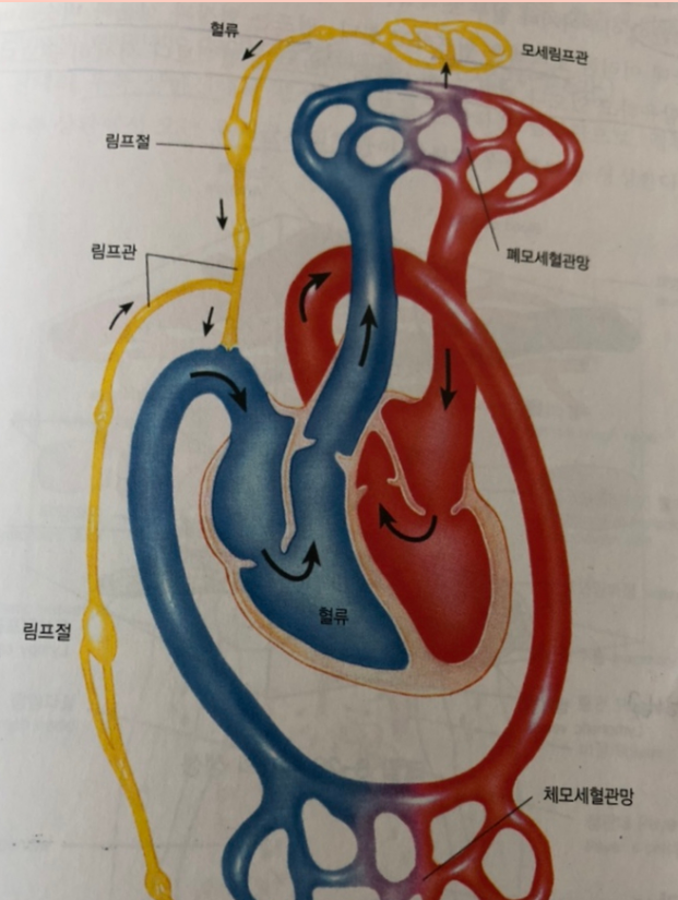 림프계- 동맥 정맥 림프관