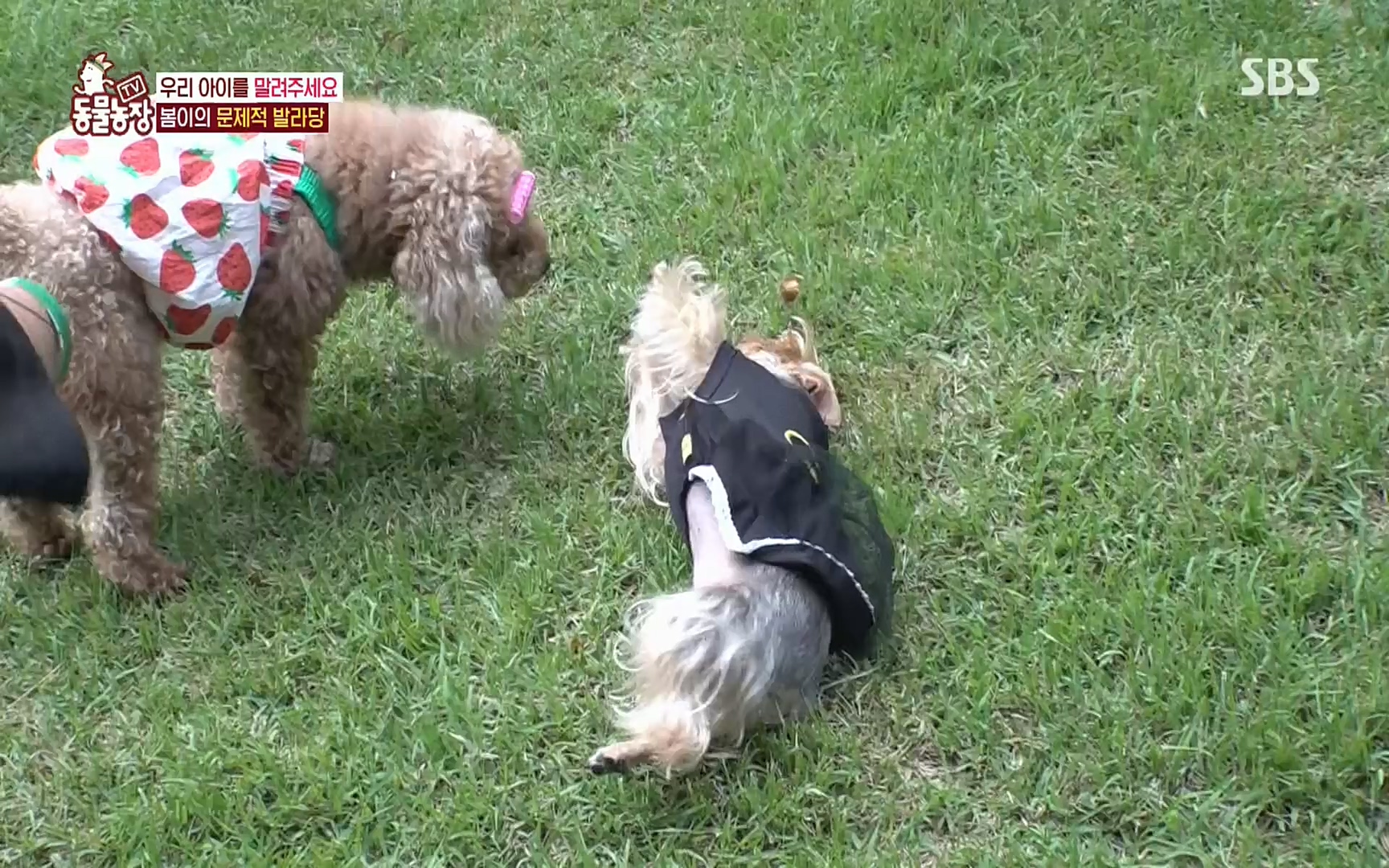 TV 동물농장.E1078.220717p.H264-F1RST.mp4_20220717_151159.397.jpg