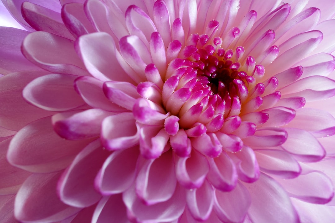 Chrysanthemum