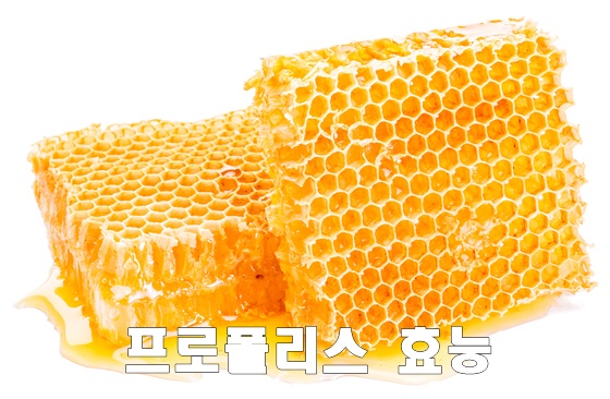  프로폴리스 효능