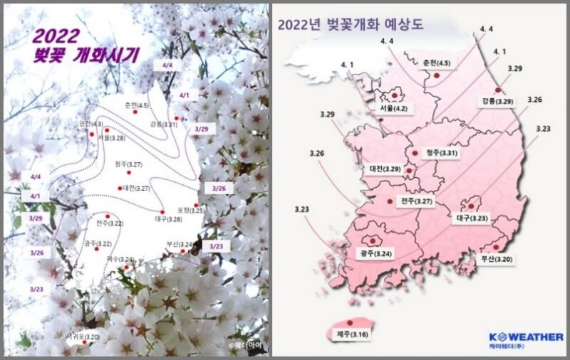 2022-벚꽃-개화시기-지역별날짜