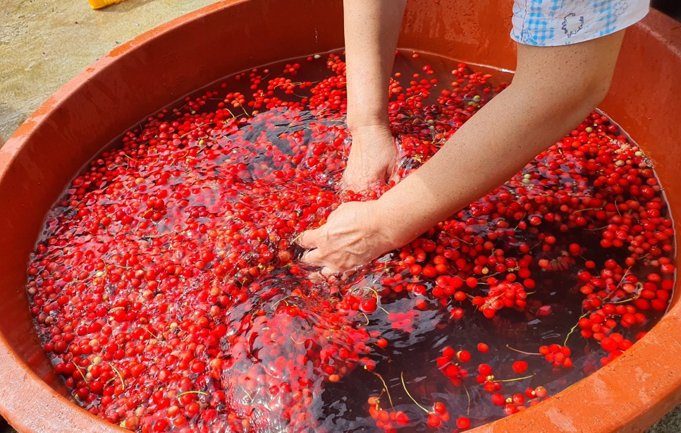 오미자의 오미자(五味子)가 남긴 2021년 1