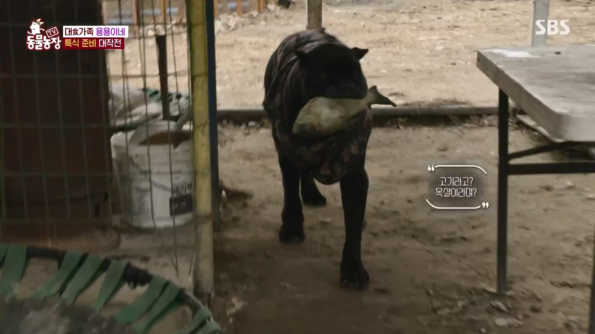 TV 동물농장.E1162.240310p-NEXT.mp4_20240310_162859.131.jpg