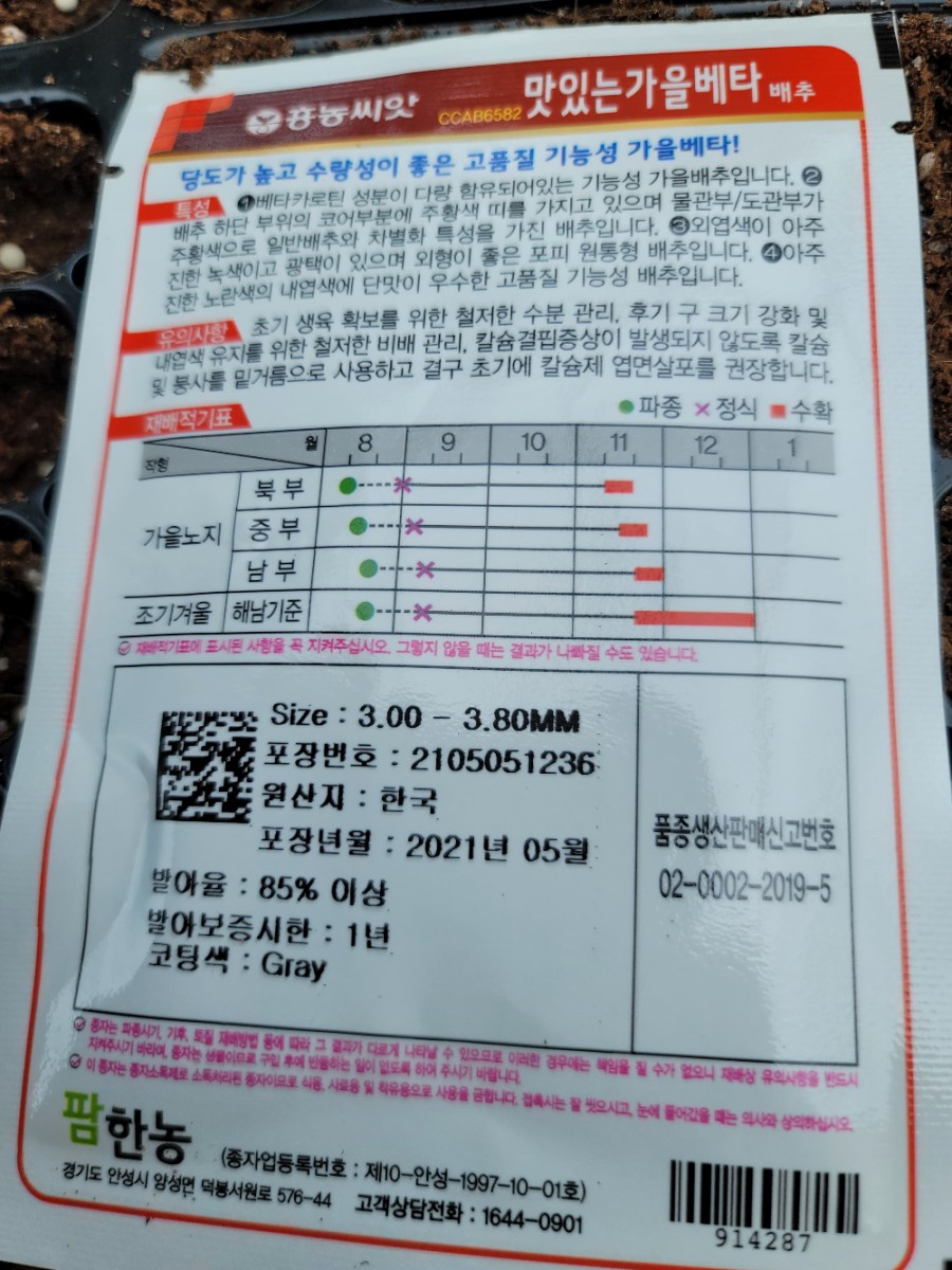 가을배추 가을 김장배추 심는시기는 언제가 13