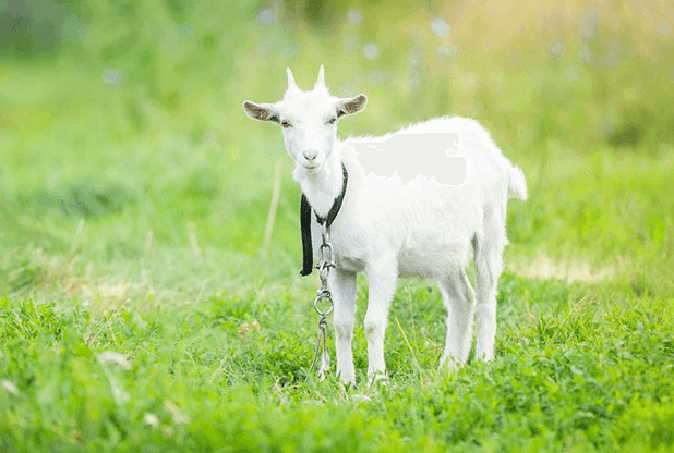 산양유 단백질의 장점