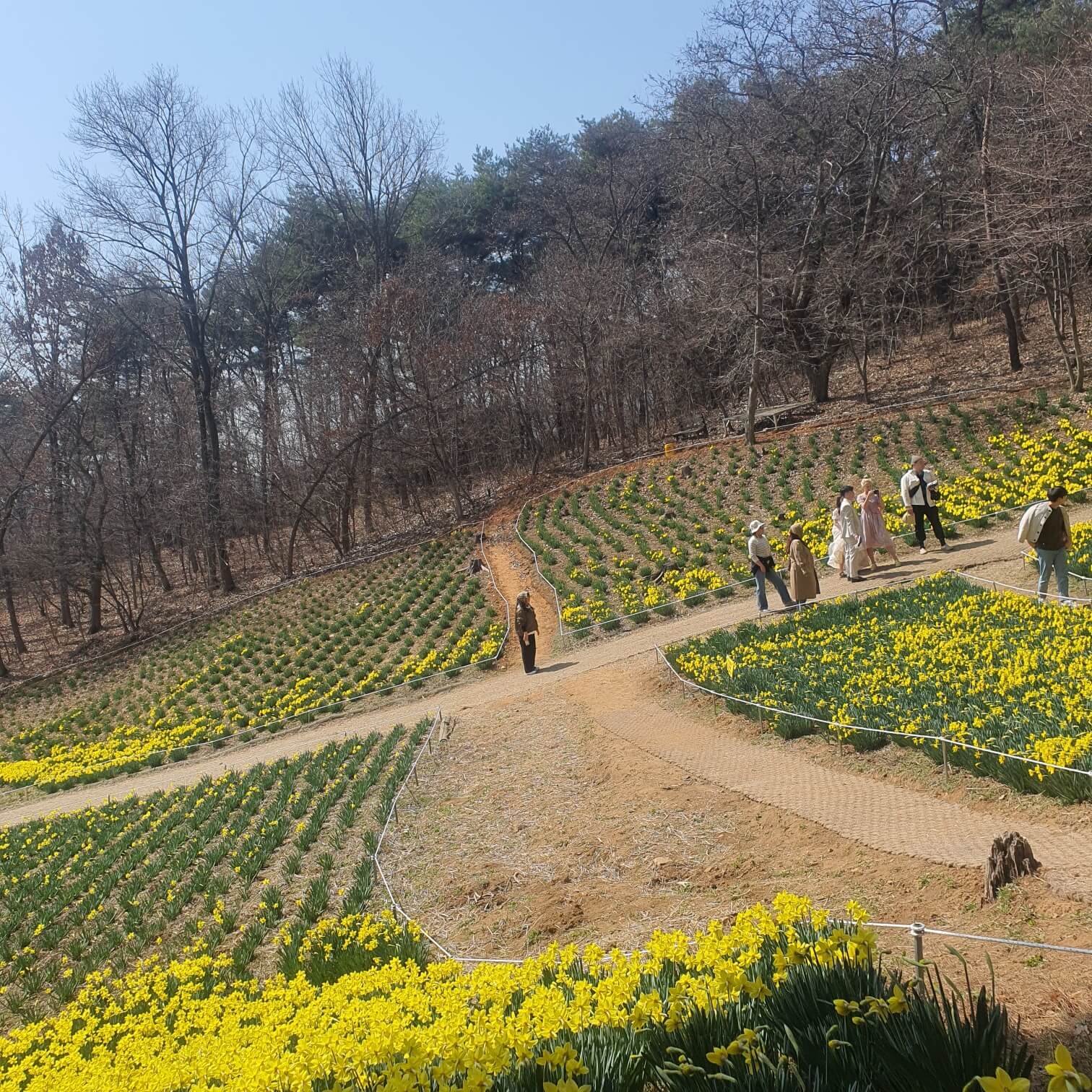 아직 피지 않은 수선화
