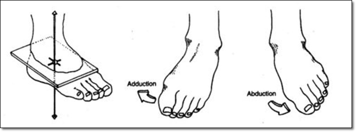 발의 수평면에서 일어나는 발의 움직임을 나타낸 그림