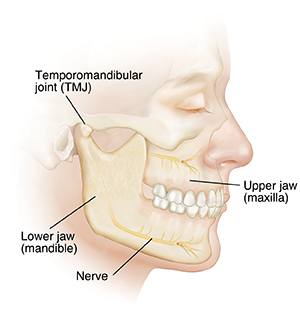 턱운동이 장애를 유발할 수 있다는 문제점이 제기되는 턱관절(TMJ)의 그림