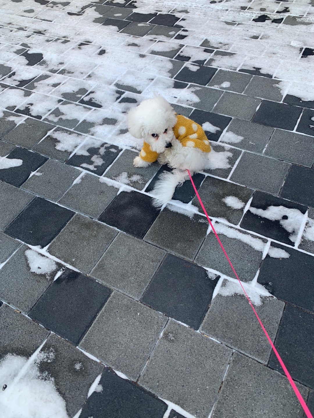 똥꼬발랄한 우리집 미니비숑 동구의 겨울 산책 모습(5)