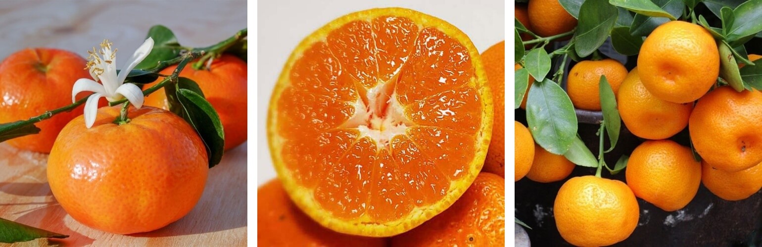 기침에 좋은 과일 귤