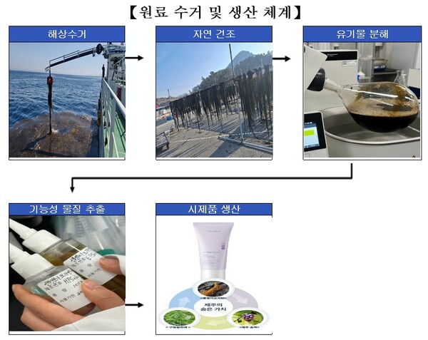 괭생이 모자반의 변신 과정(출처:제주도민일보)