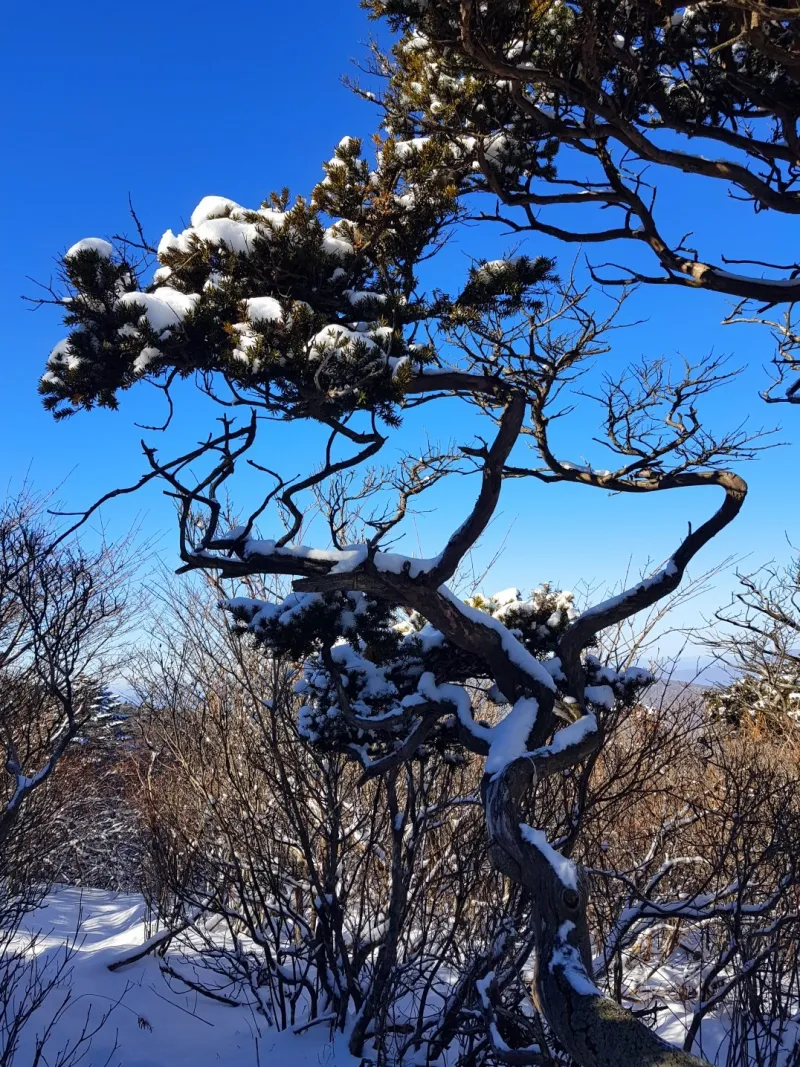 강원도 태백산 주목나무