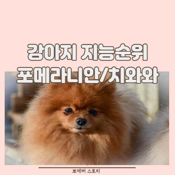  강아지능순위 치와와지능 포메라니언 지능순위 견종별지능순위