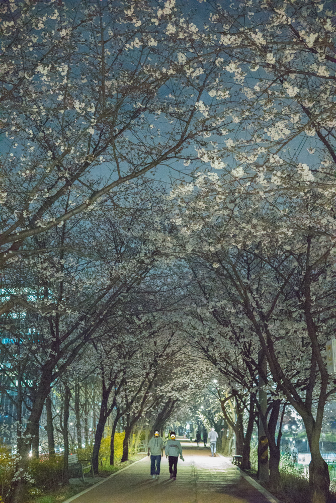 달디단 안양천 밤벚꽃