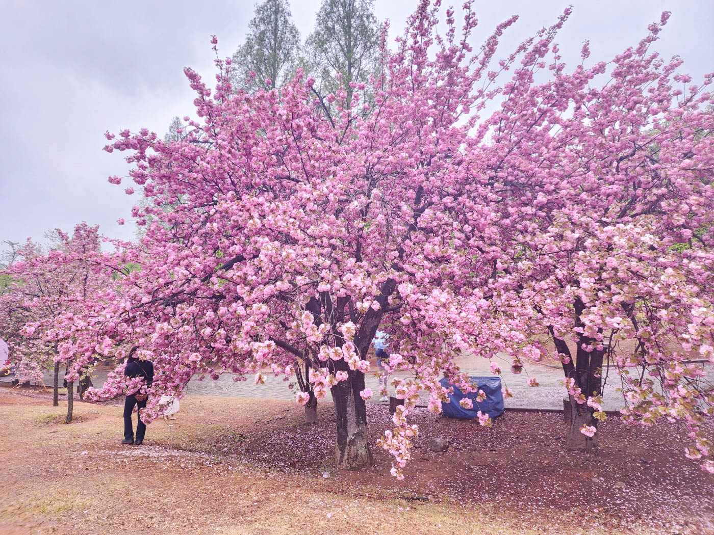 겹벚꽃-나무