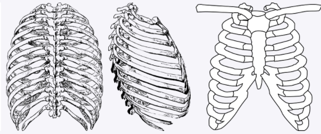 갈비뼈-그림