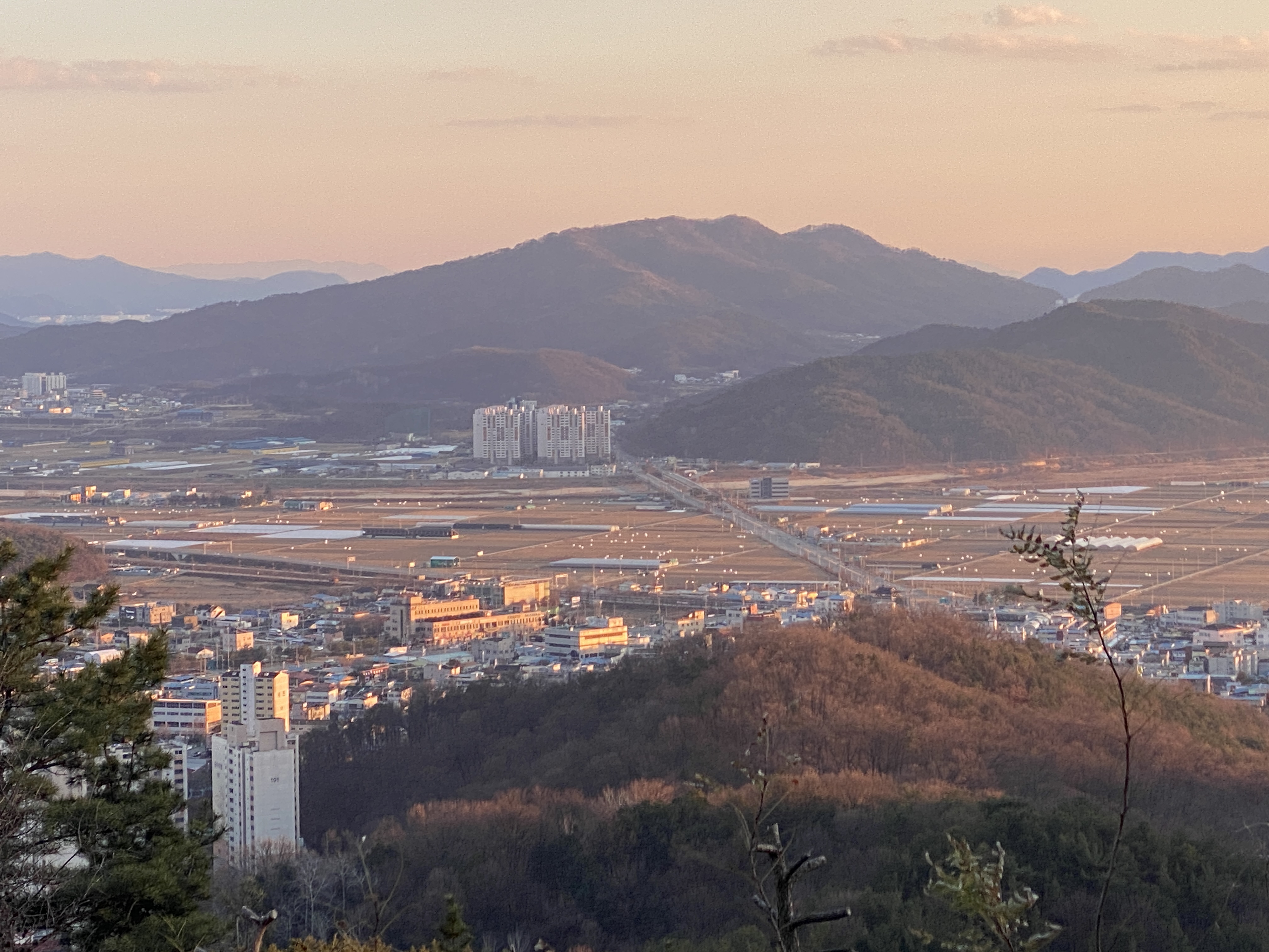 상희학교 카페 감나무 이미지
