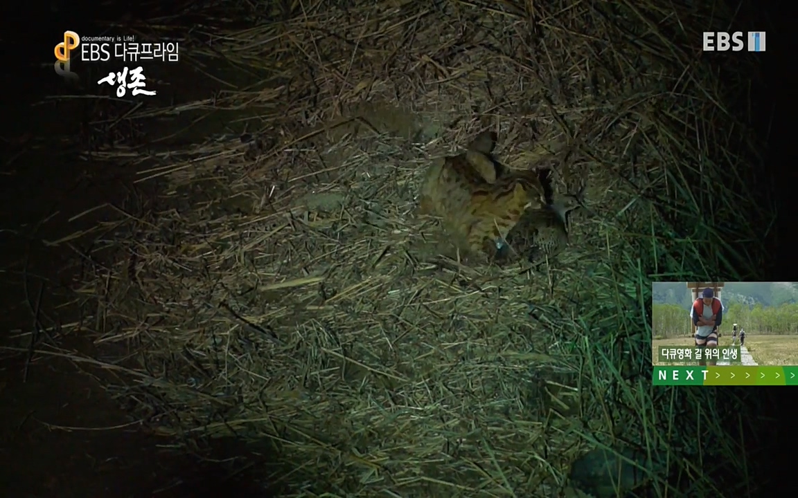 생존 3부_ EBS 다큐프라임_ 220629.avi_20220701_210618.991.jpg