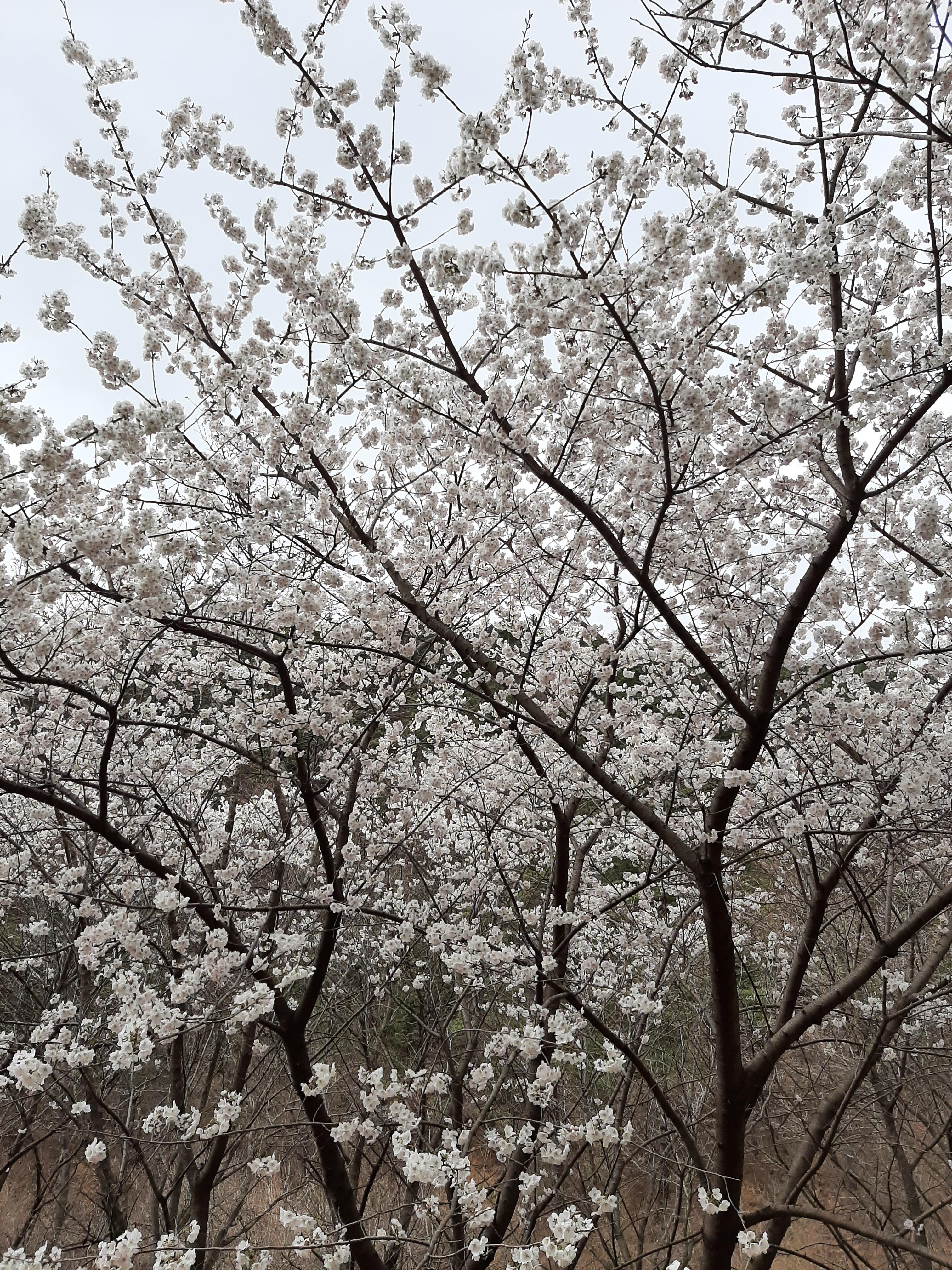 봄꽃 목련과 벚꽃이 한창입니다 / 꽃길만 걸으면 (03/23/22) 34