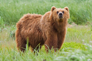 PCT 방법이 고안된 원인인 야생 곰의 사진