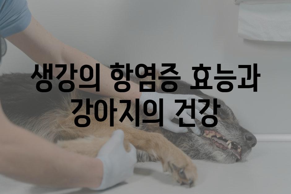 생강의 항염증 효능과 강아지의 건강