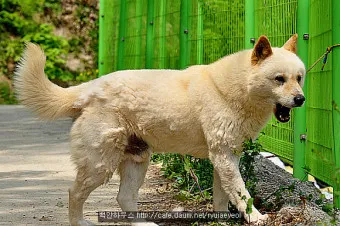 풍산개 분양 가격 수명 성격 장점 단점_7