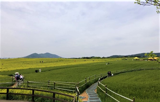 청보리축제_2023 고창청보리밭축제 10