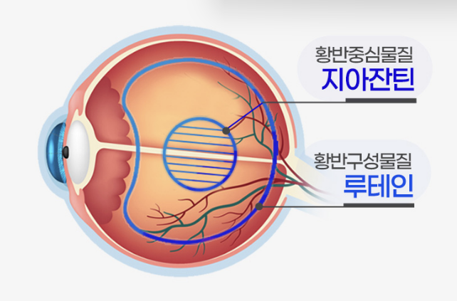  루테인 지아잔틴 비율 10:1, 5:1, 4:1 선택은?