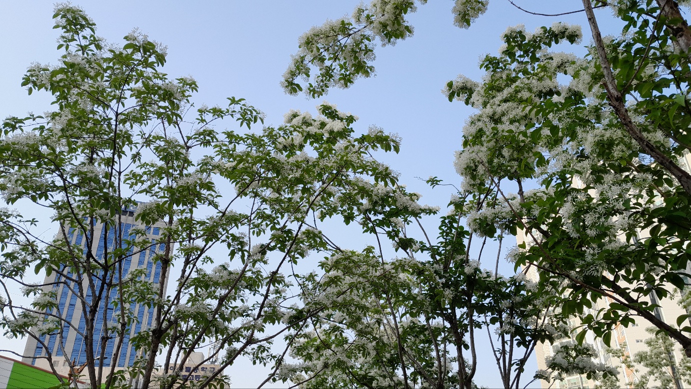 밥꽃 이미지