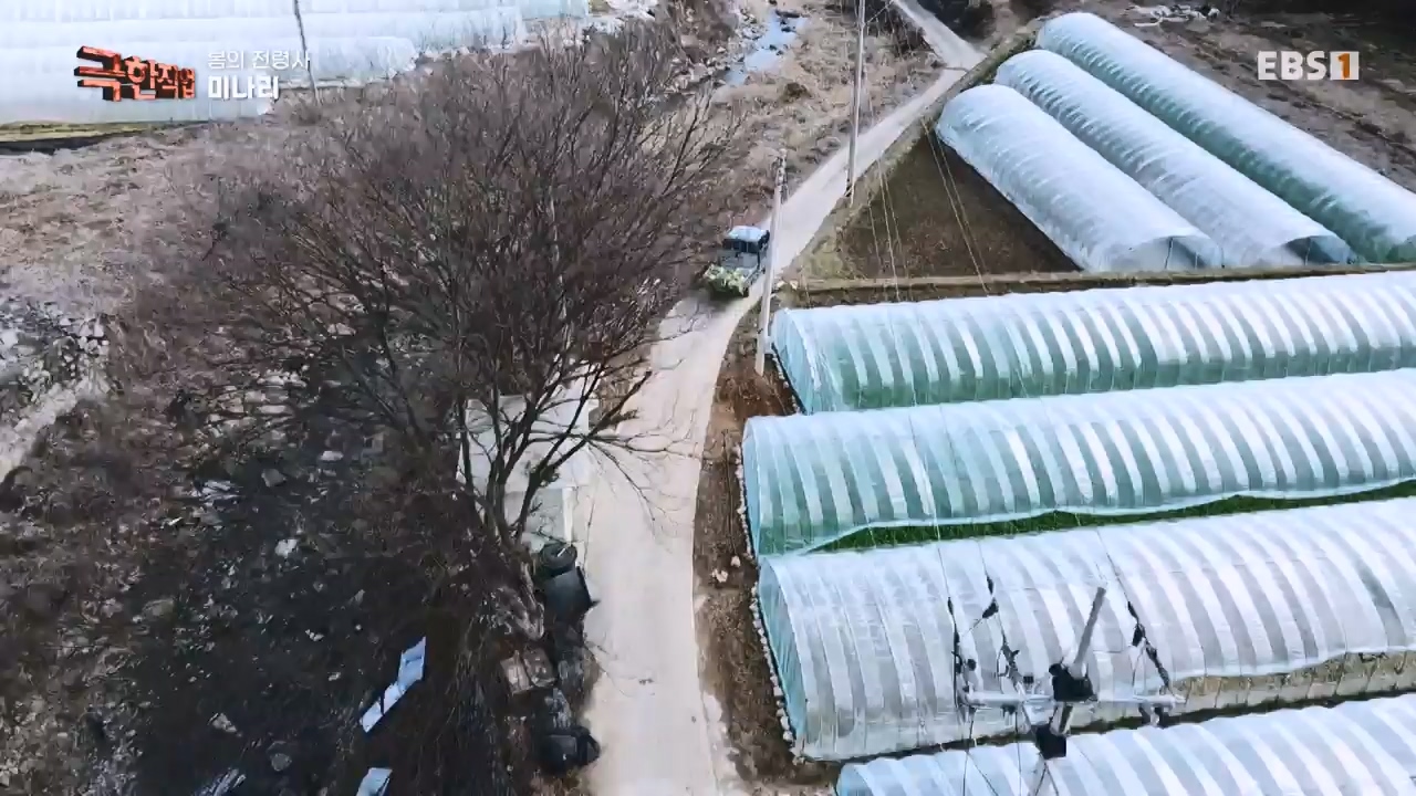 TV - 전 국민의 평생학교 EBS봄의 전령사! 새조개, 미나리, 주꾸미.mp4_20240316_171251.363.jpg